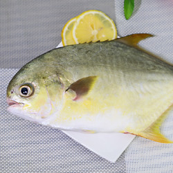 XIANBOHUI 鲜博汇 南海冷冻鱼类金昌鱼 500-450g/条