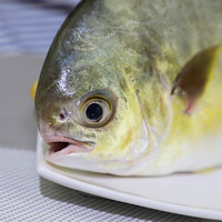 PLUS会员：XIANBOHUI 鲜博汇 南海冷冻鱼类金昌鱼  500-450g/条