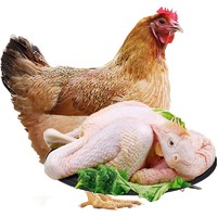 食裁 土鸡 生鲜2年以上老母鸡农村山林走地鸡柴鸡肉 杀后约1000g/只