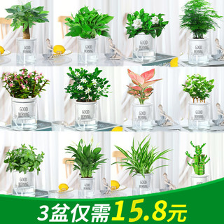 菜友 水培植物绿萝发财树多肉花卉绿植物室内小盆栽九里香富贵竹栀子花 九里香