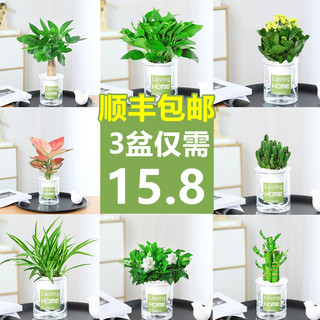 菜友 水培植物绿萝发财树多肉花卉绿植物室内小盆栽九里香富贵竹栀子花 九里香