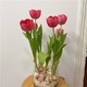 水培郁金香种球盆栽  10个粉色+透明杯+石头