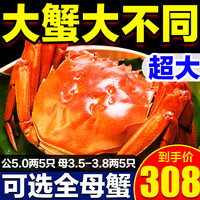 苏湖港 10只特大现货大闸蟹鲜活螃蟹礼盒全母官方旗舰河蟹活物阳澄湖镇发
