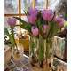 水培郁金香种球盆栽  10个紫色+透明杯+石头