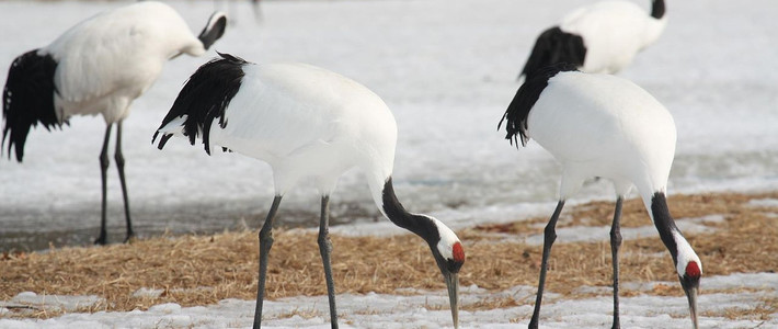 丹顶鹤中文名丹顶鹤英文名grus japonensis名词解释丹顶鹤(学名:grus
