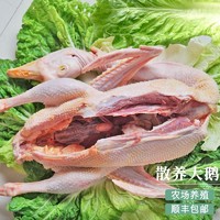 春鲤集市 鹅 大鹅生鲜 鹅肉 农家散养大白鹅 新鲜冷冻净膛 5～6斤／只