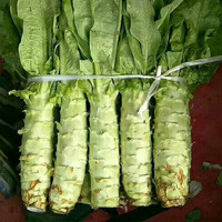 寿禾 shouhe 莴笋种子四川种都四季白尖叶莴苣 夏季耐热秋季冬季耐寒春季播种寿光蔬菜种子菜籽种籽 种都五号10g/袋