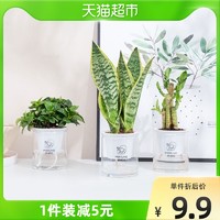 迷糊妞绿植室内盆栽水培植物薄荷绿萝虎皮兰1盆包邮