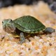 龟真寿  小巴西龟活物 乌龟活体宠物龟绿色招财龟情侣龟长寿红耳龟水龟 1对情侣龟