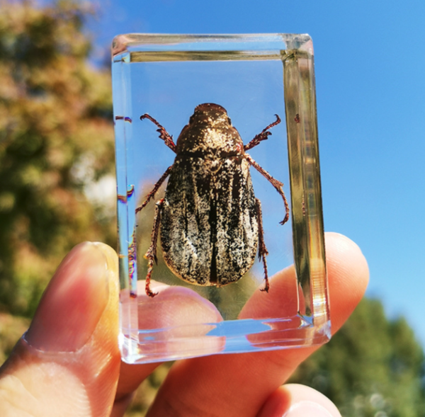 1元】优迭尔动物模型_优迭尔 真实昆虫树脂标本 1个装【盲盒】多少钱