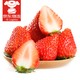 PLUS会员：森林家 丹东99草莓 中大果 4盒装 2.5斤以上