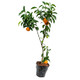 芊朵园 砂糖橘果树一颗 81cm-11cm（2年精选苗后年结果）