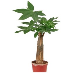 发财树 80盆栽 20-25cm