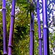 紫竹 盆栽 3公分粗 141cm(含)-170cm(含)