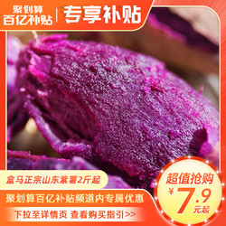 淘乡甜 盒马山东紫薯2斤装起中果新鲜现挖蔬菜地瓜番薯板栗紫心薯