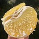 百果精 黄金葡萄柚 9斤