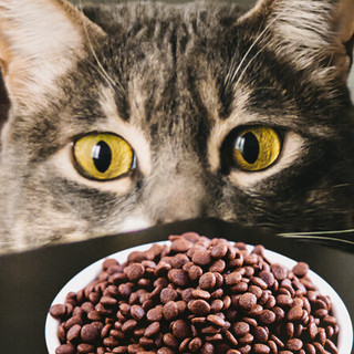 Keroro 可噜噜 鲜肉小肽蛋白全阶段猫粮 1.8kg