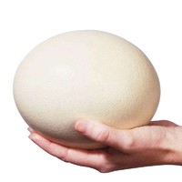 圣德利 新鲜鸵鸟蛋（单枚2-2.8斤）