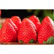 PLUS会员：享味观 四川大凉山牛奶草莓   中果10-15克   3斤