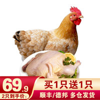 黄河畔 农家散养土鸡三黄鸡走地鸡笨鸡 750g/只