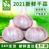 金乡大蒜 2021年山东金乡紫皮大蒜 大蒜头干蒜紫白皮大蒜缺瓣大蒜5斤包邮装