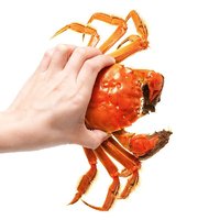 苏蟹之王 大闸蟹 全母蟹2.0-2.3两/只 8只 生鲜鲜活现货螃蟹礼盒