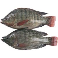 XIANGTAI 翔泰 三去罗非鱼 两条 700g