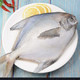 新鲜速冻   银鲳鱼1斤