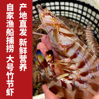 舟山九节虾基围虾海鲜鲜活大速冻斑节虾竹节虾黑虎虾 500g  13-16cm
