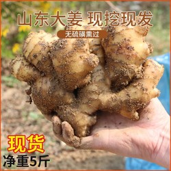 蔬菜 山东特产大姜生姜月子姜老姜非姜种大黄姜风干姜姜母新鲜5斤包邮多少钱 什么值得买