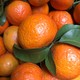 什谷丰 砂糖橘    带箱10斤-净重约9斤 家庭推荐款
