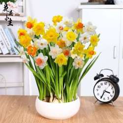 室内盆栽 水培水仙花花卉盆栽混色大球6个 盆 菌 矮药 开花满盆 多少钱 什么值得买