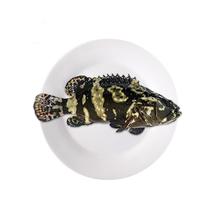 渔传播 FISHERY PROPAGATION 海南龙胆石斑鱼