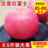 hongkoufu 宏口福 2021山西特产吉县红富士苹果壶口冰糖心苹果脆甜水果新鲜当季现摘（75mm（含）-80mm(不含)、8.5斤）