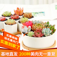 多肉植物组合盆栽新手套餐多肉组合办公室内盆栽肉肉植物花(特价款 多肉白瓷大口月光盆+随机5颗多肉不重复套餐(盆+土+肉)、含盆)