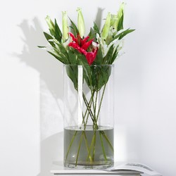 HOSTLY 豪斯特丽 直筒透明玻璃花瓶 特大号客厅摆件 富贵竹玫瑰百合插花平光花瓶 圆形直筒 直径25高50