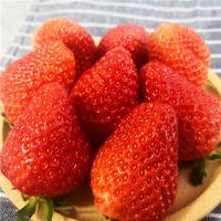 PLUS会员：鲜姿 九九红颜草莓 2斤装 单果约20-30g