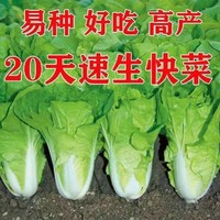 快菜种子20天四季播速生耐热耐湿蔬菜种子大小白菜菜种子杂交种子