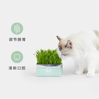 未卡网红猫草种籽盆栽化毛已种好水培种植猫咪用品猫薄荷草猫零食
