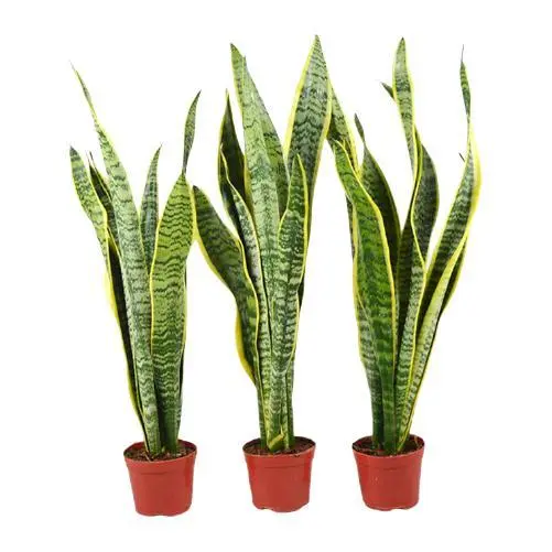 欧悟 金边虎皮兰 盆栽 40-50cm 3棵