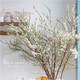 水培雪柳鲜枝 50-60厘米长 10枝