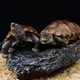 龟真寿 中华草龟 小乌龟活体外塘草龟长寿龟宠物水龟金线龟活物龟 1对（6-7cm）