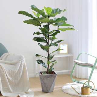 琴叶榕老桩盆栽室内绿植大型植物客厅办公室大盆栽大叶北欧植物 报价价格评测怎么样 什么值得买