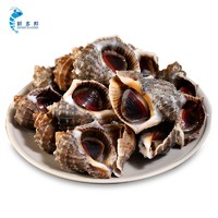 鲜多邦 鲜活海螺8-10个 500g 斤 贝类生鲜海鲜水产