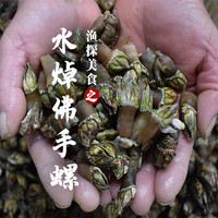 舟山新鲜小佛手螺狗爪螺龟脚贝类鸡爪螺鲜活海岛海螺宁波海鲜水产