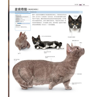 《DK世界名猫驯养百科》（精装）
