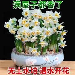 省 2元 鲜花绿植 水培水仙花盆栽植物耐寒花种子漳州水仙精品中球10个 盆 矮肥 蝴蝶结多少钱 什么值得买
