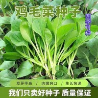 原装速生鸡毛菜种子四季易可种小白菜小青菜种子阳台盆栽蔬菜种子