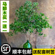 马醉木水培植物日本吊钟进口鲜切枝条绿植盆栽 不含盆
