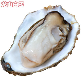 LONGSHAN OYSTERS 龙山白玉 山东海阳鲜活生蚝 5-6两/只 特大号净重10斤 空运专享 牡蛎 烧烤食材 海鲜水产 生鲜贝类